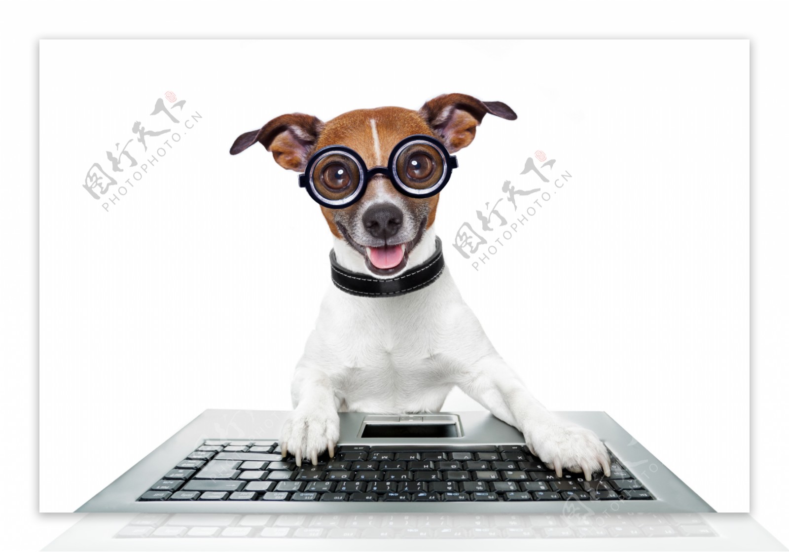 电脑小狗图片