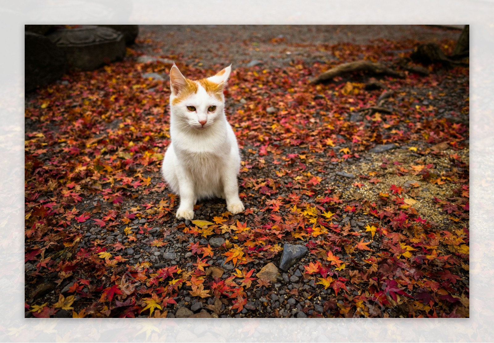 京都的猫图片