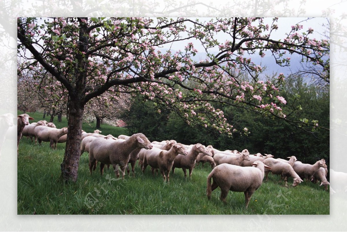 草地上的羊高清摄影大图-千库网