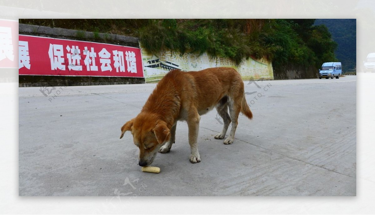 中华田园犬图片