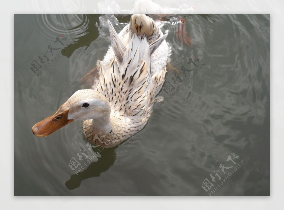 安徽宏村池塘鸭子图片