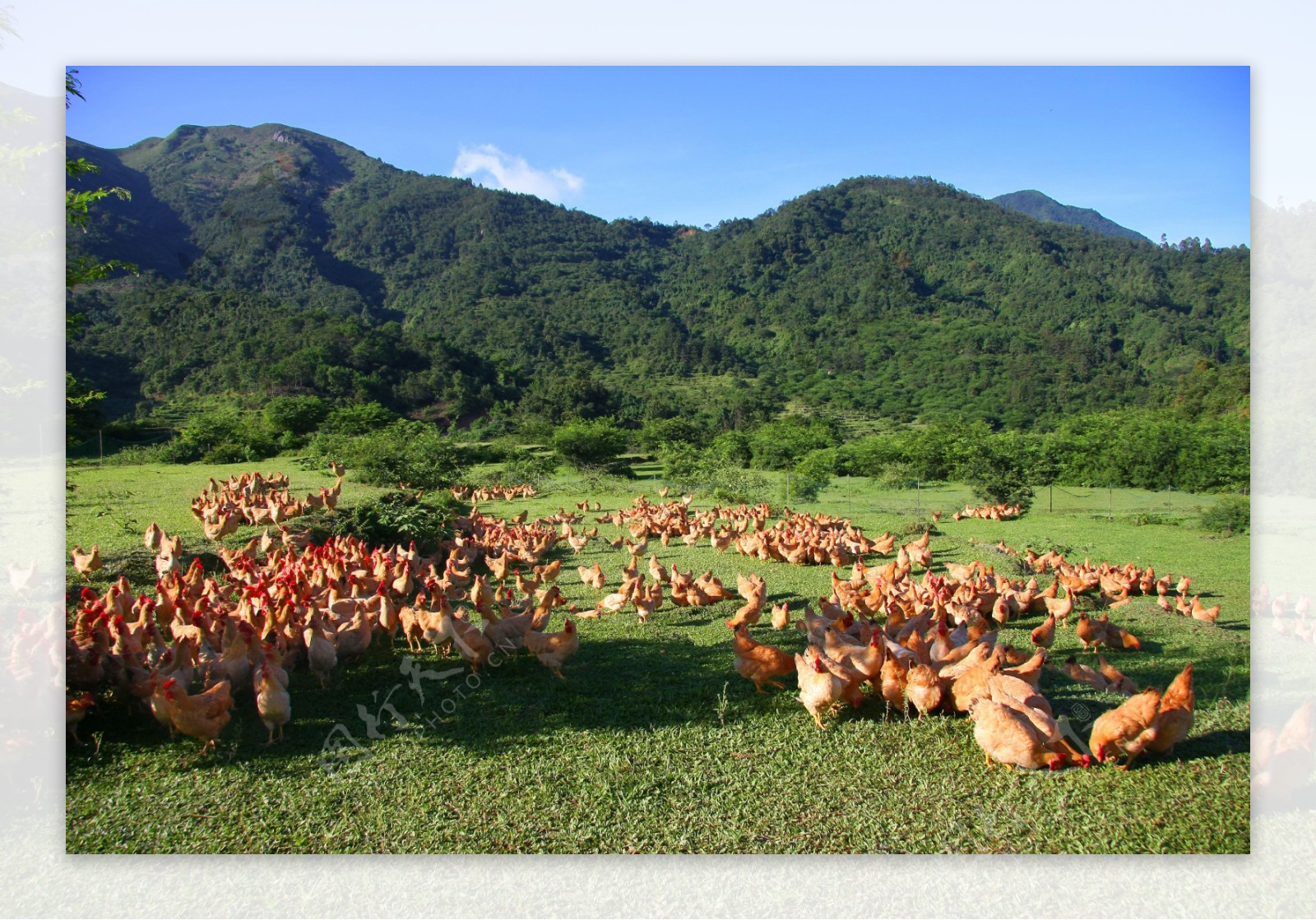 山中养鸡场美丽风景图图片
