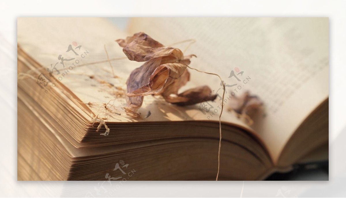 书与叶子对话图片