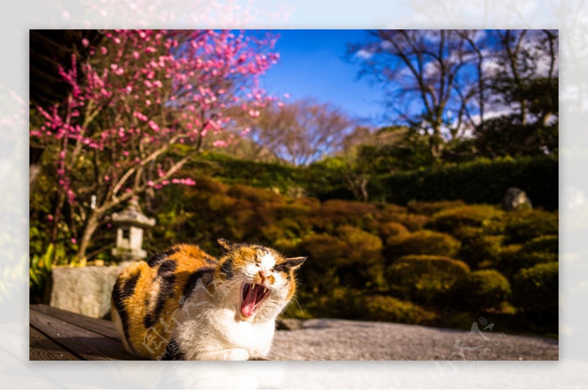 京都的猫图片