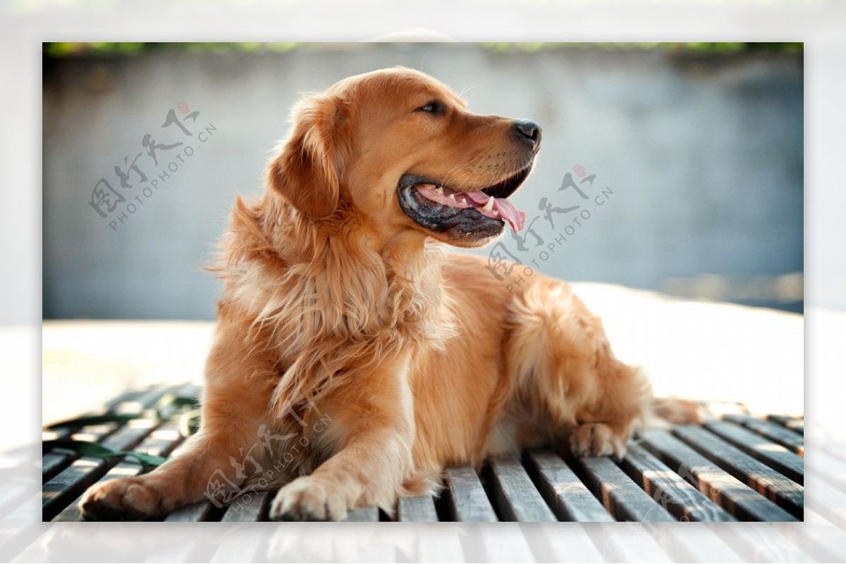 黄金猎犬狗图片