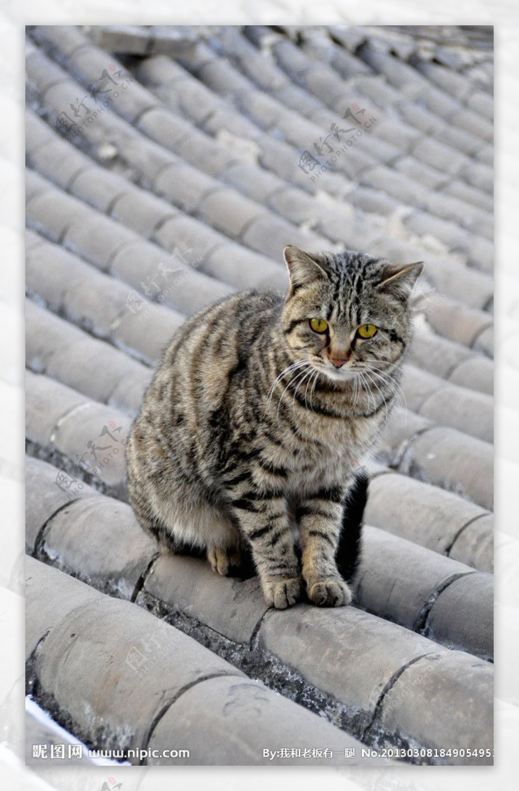 屋顶上的猫图片