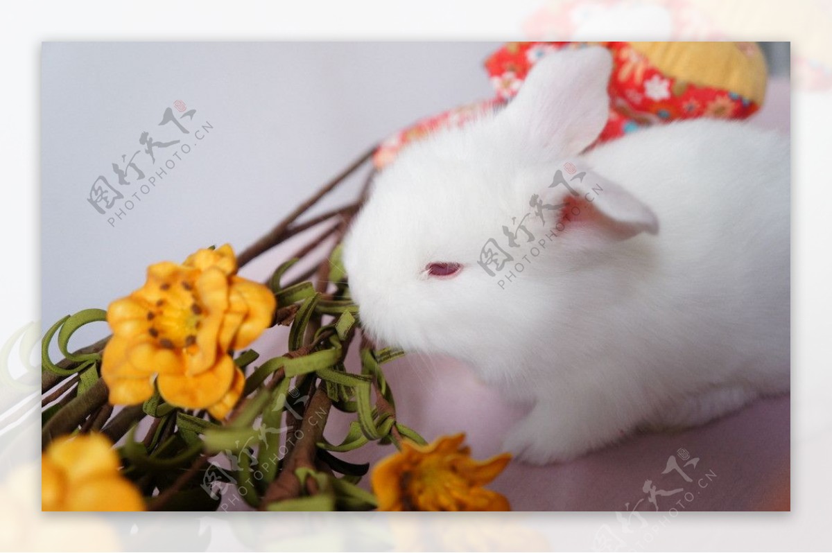 纯白色的小兔子图片