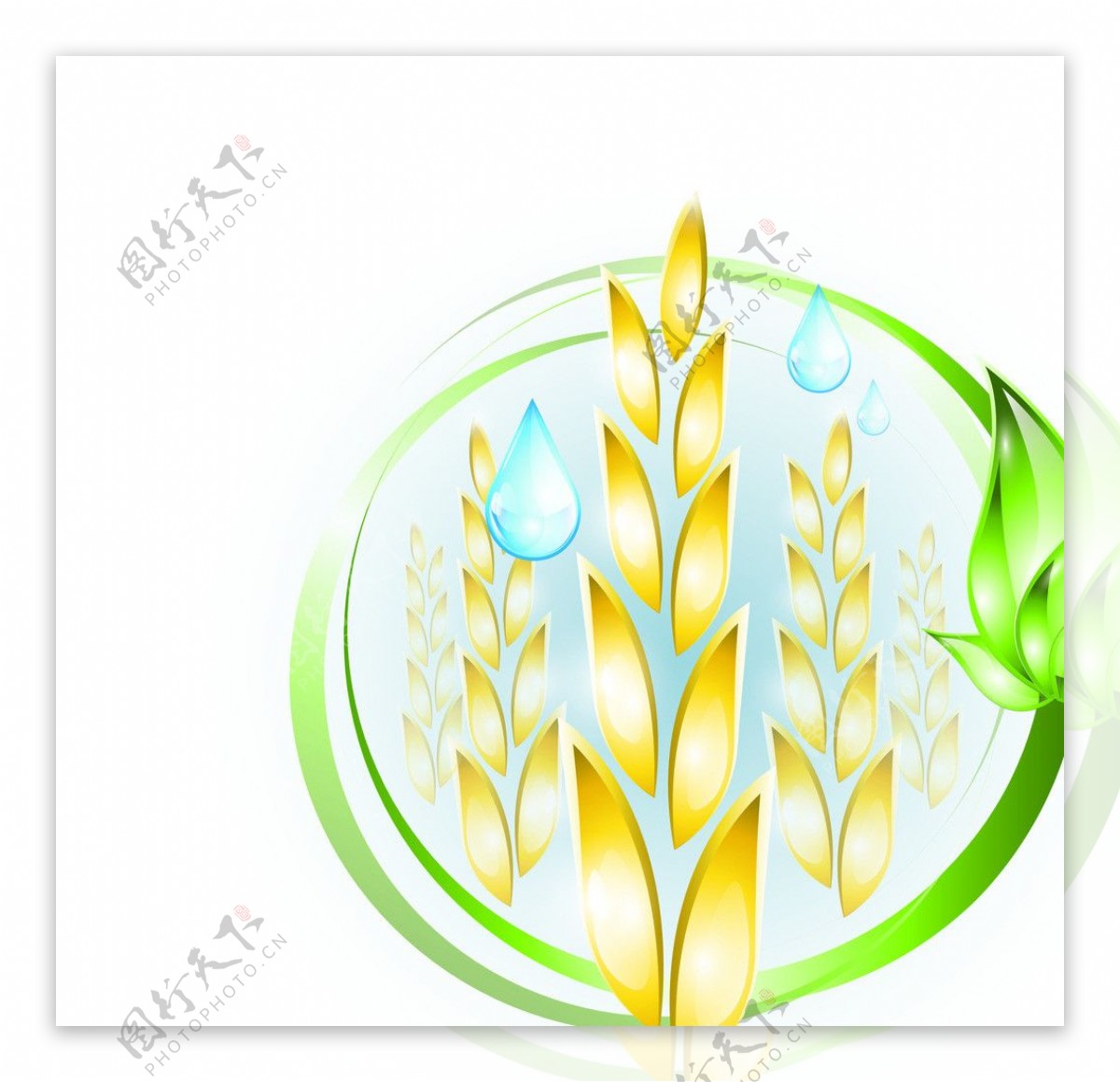水晶小麦麦穗图片