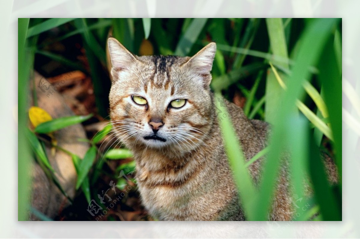 草丛野猫图片