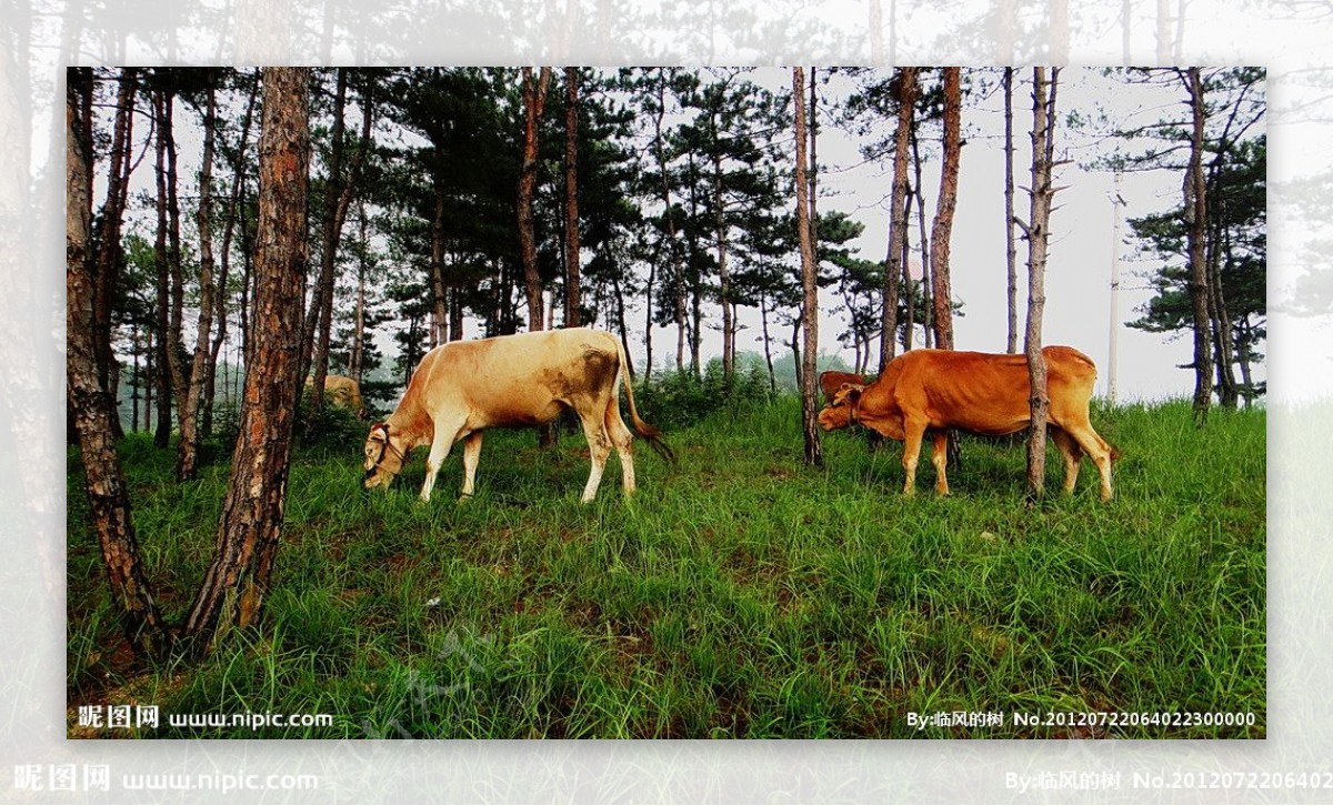 松林的牛群图片