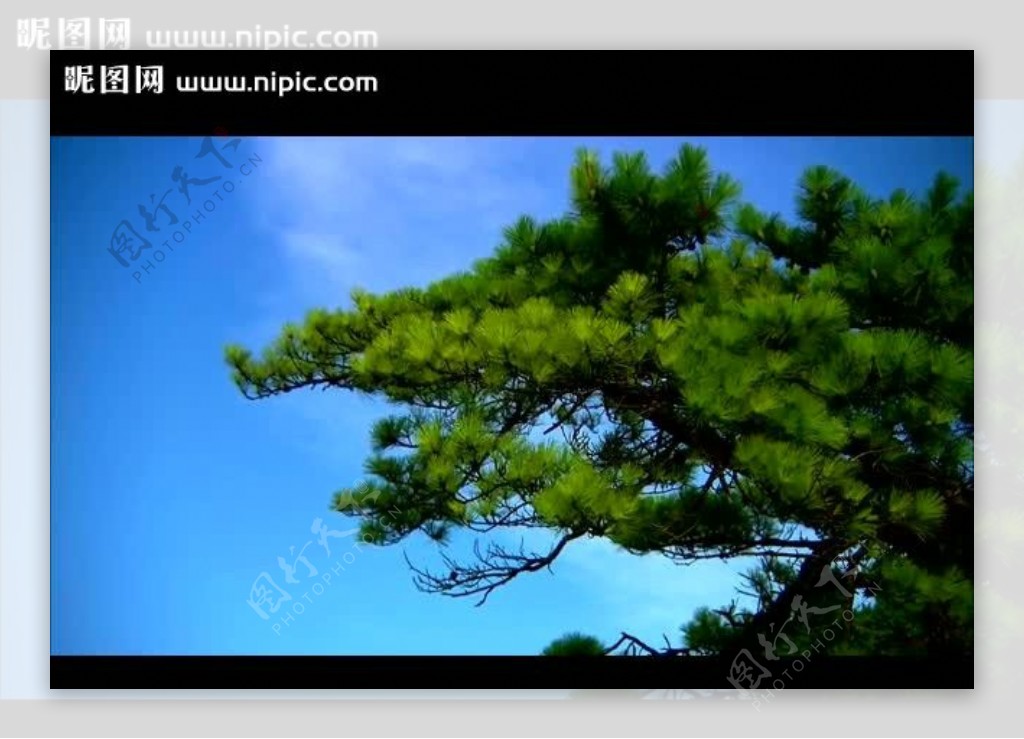 蓝天白云松树视频素材