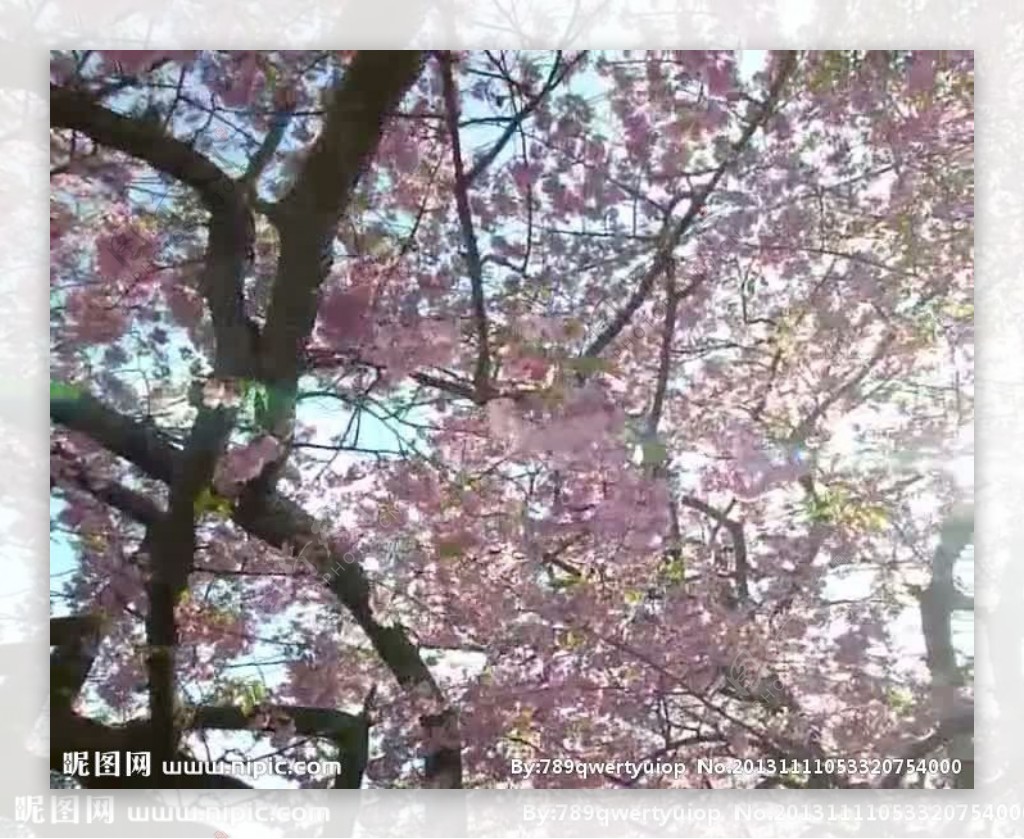 植物樱花视频素材