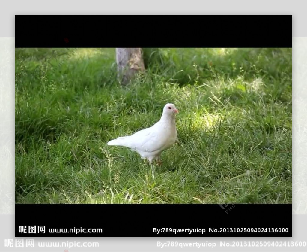 实拍鸽子视频素材