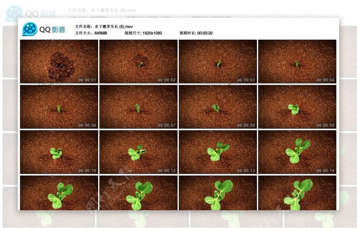 植物绿植生长高清实拍视频素材