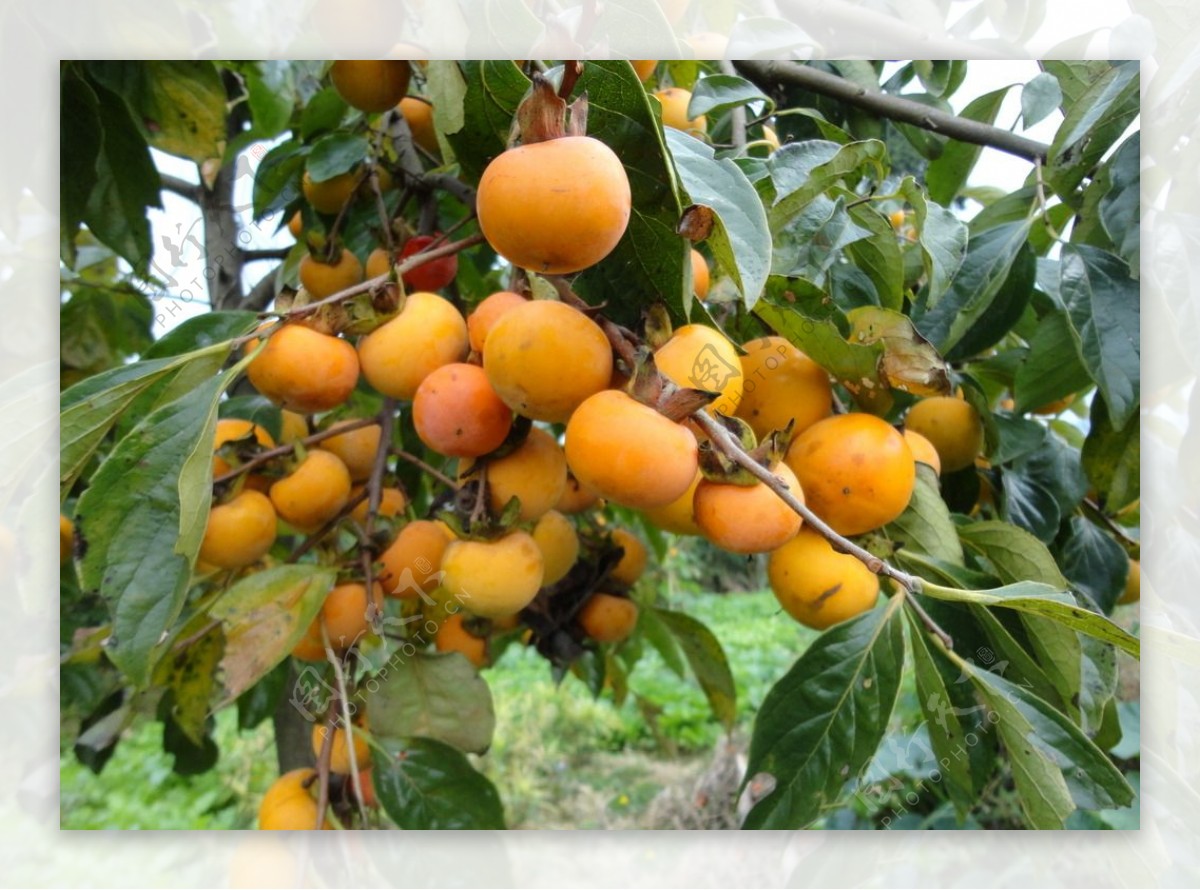 成熟的柿子树图片