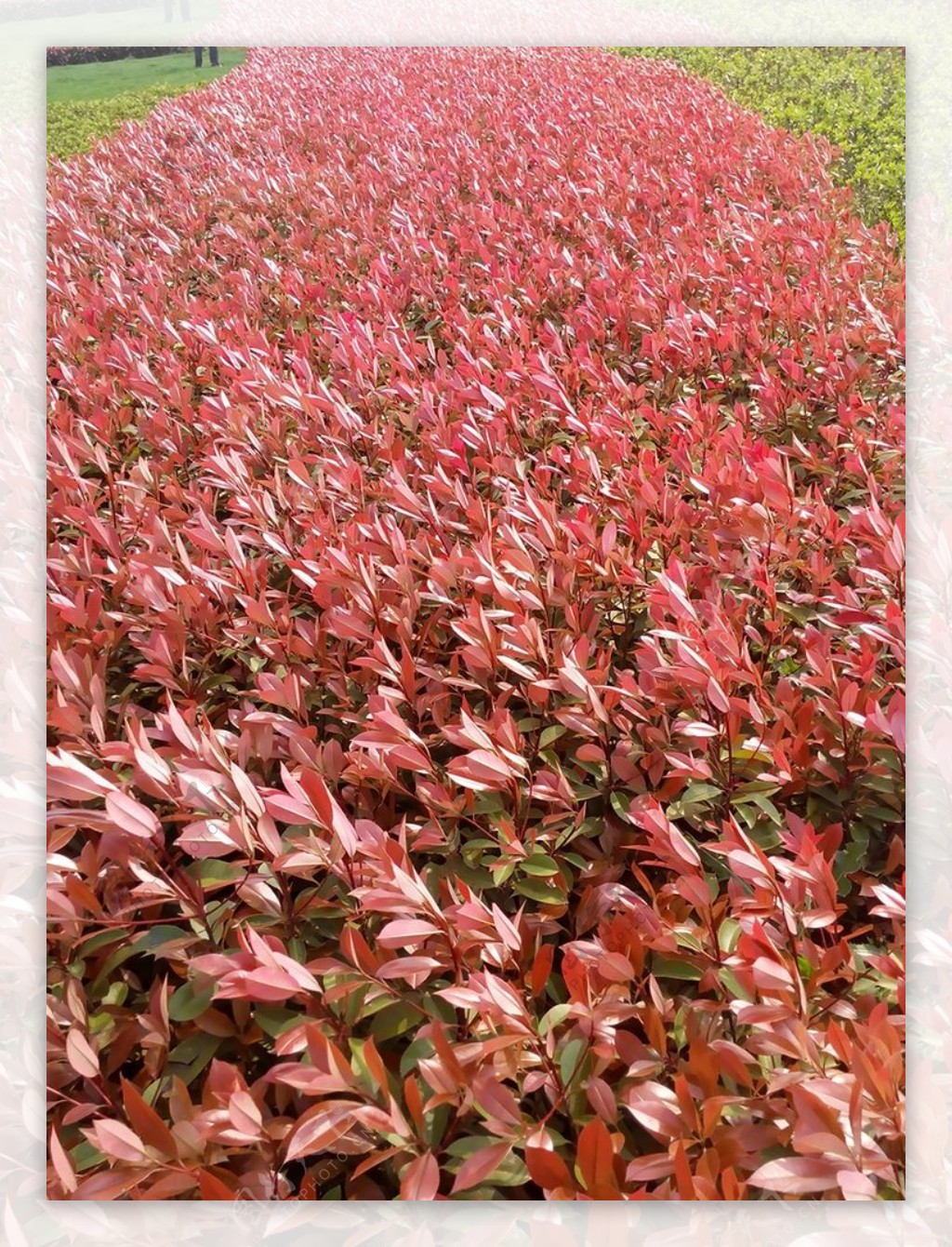 红叶石楠植物图图片