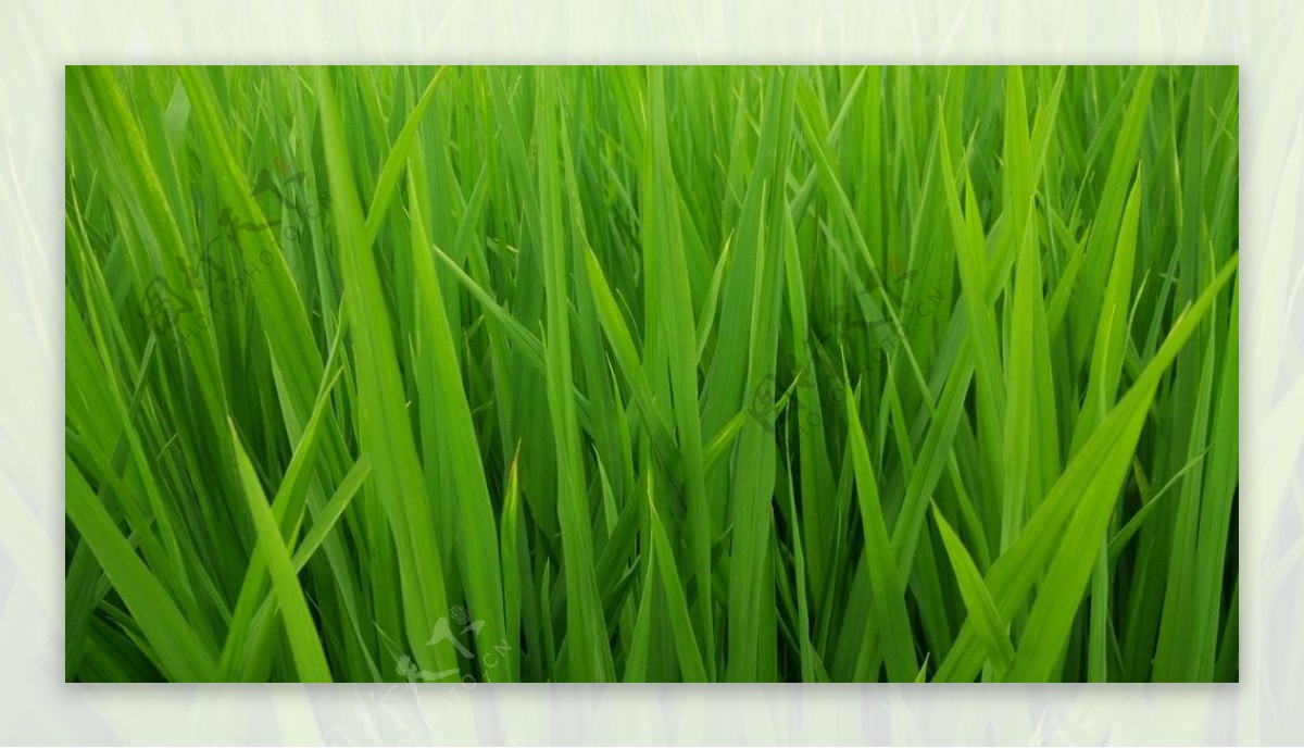 水稻风景图片