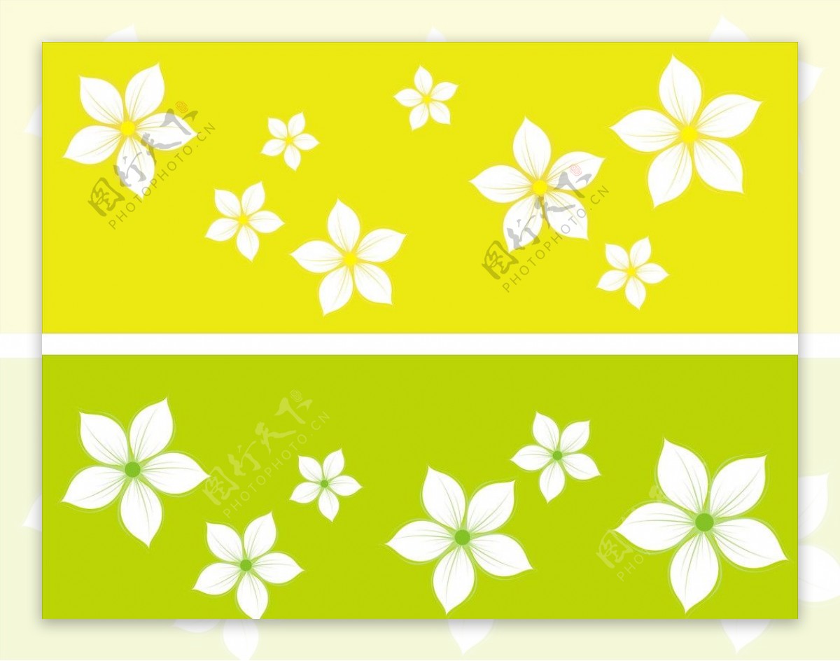 黄绿白五瓣花图片