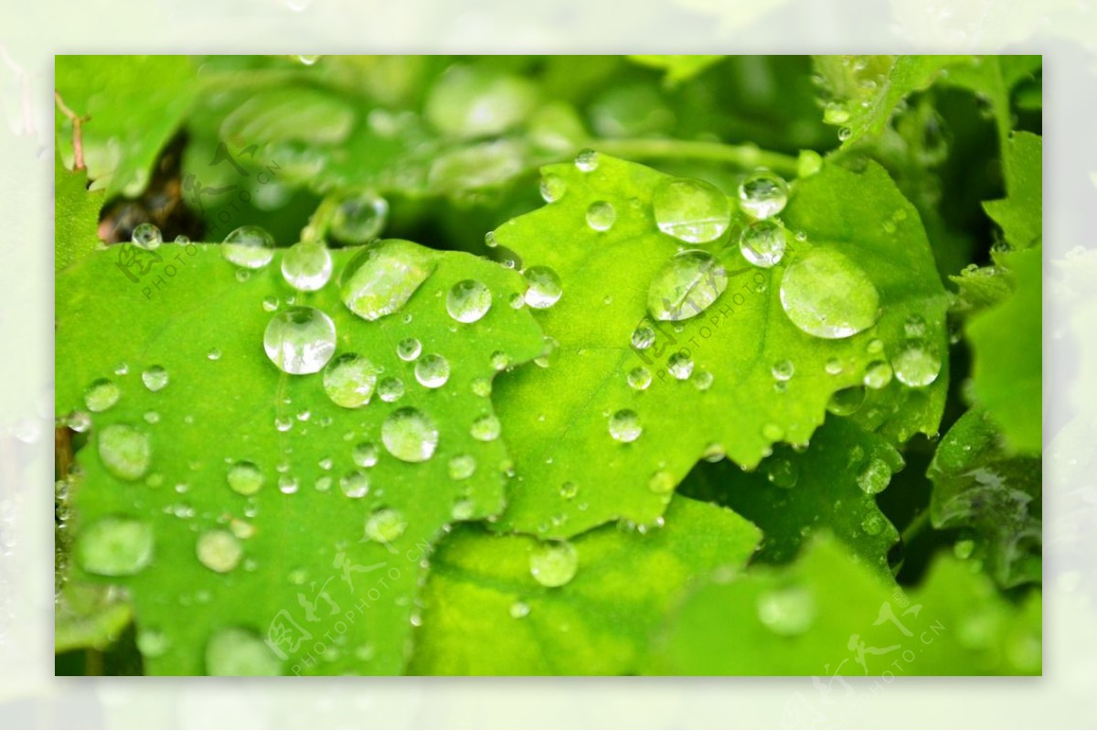 雨天水珠绿叶图片