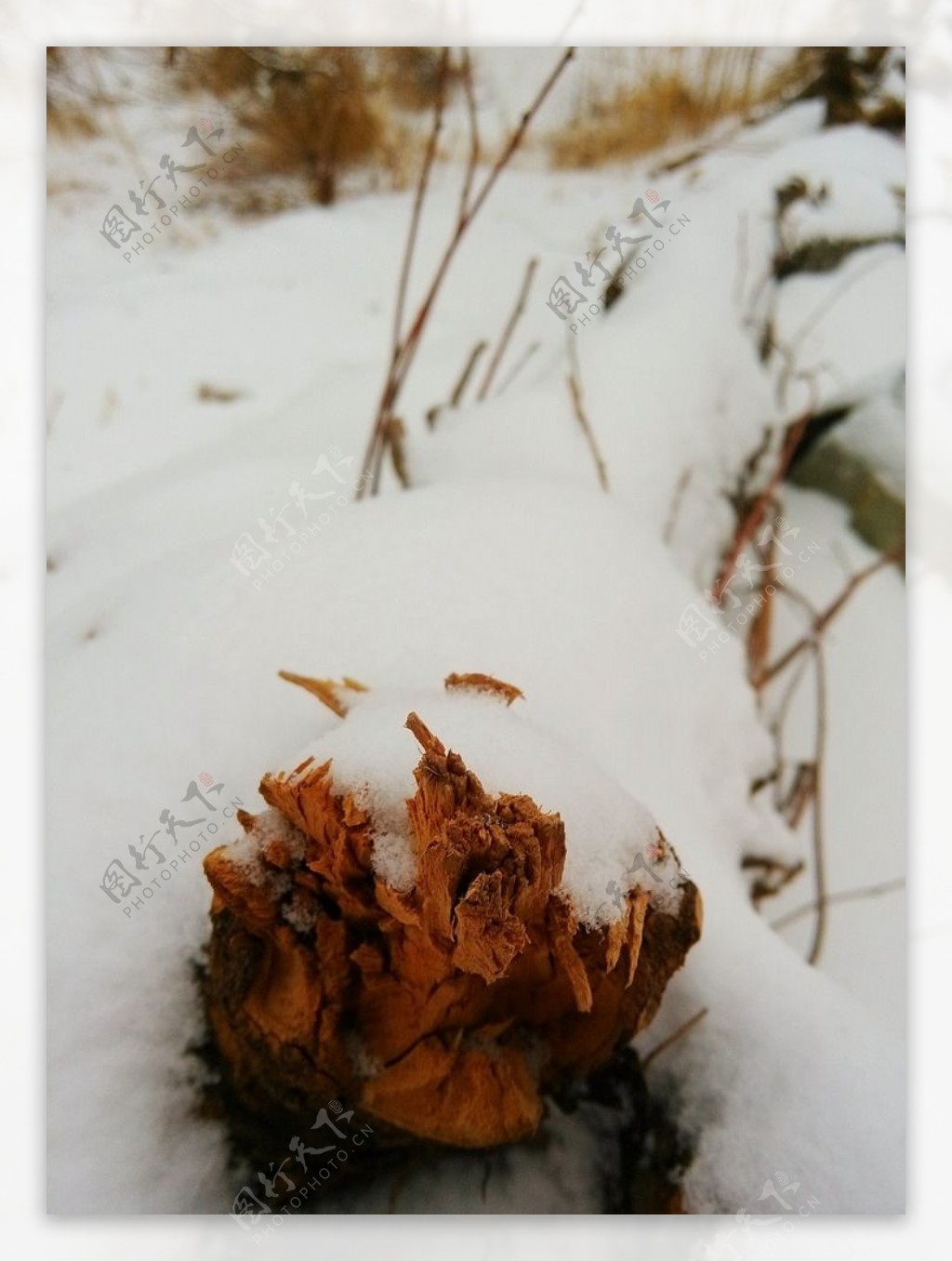 树桩上的雪图片