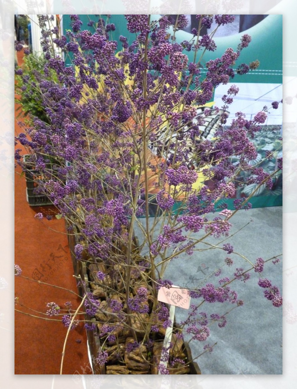 紫珠树图片
