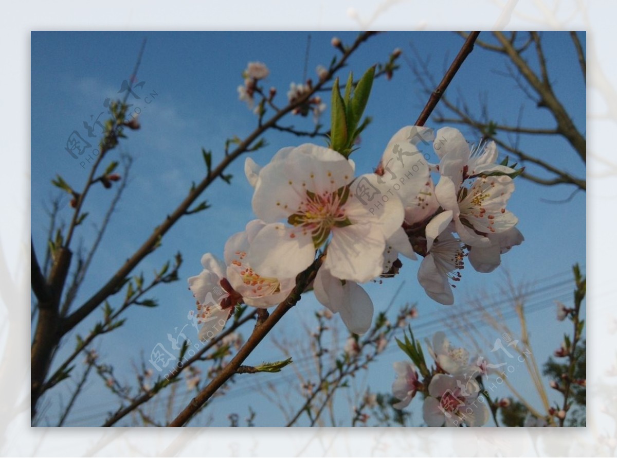 粉色樱花浪漫樱花图片