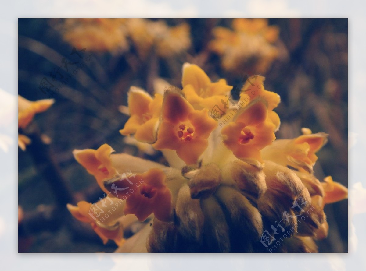 花卉高清素材图片