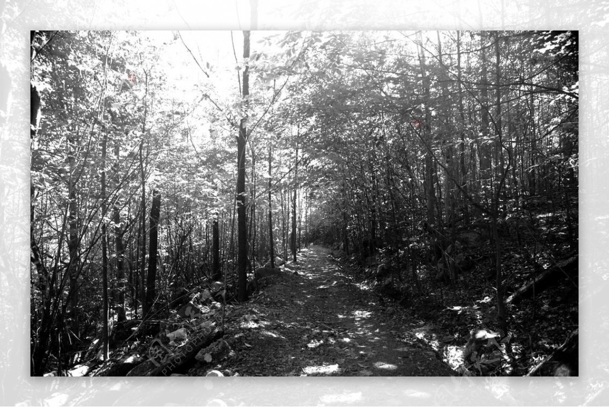 黑白树林图片