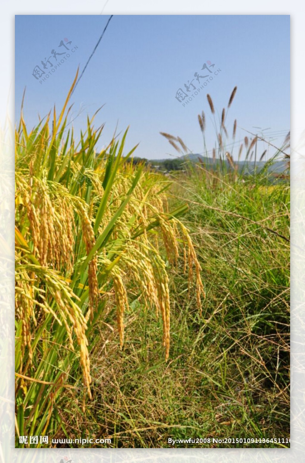 黄金水稻稻谷图片