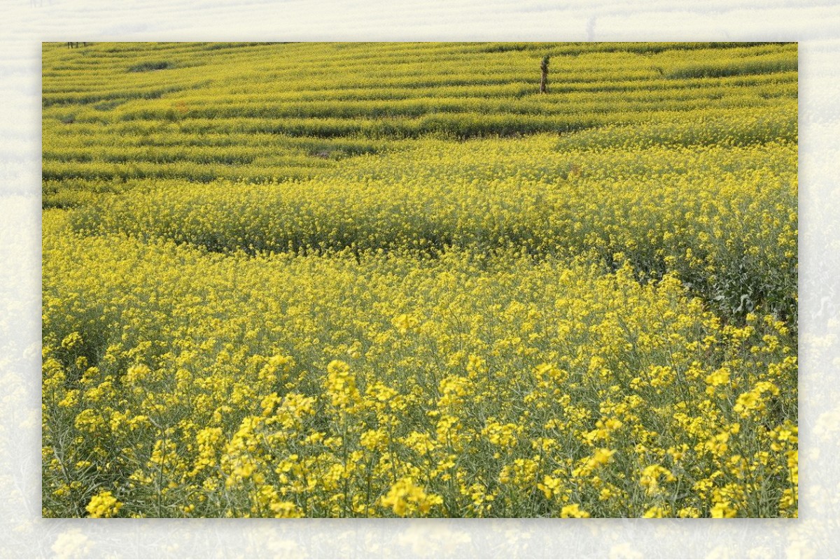 菜花梯田图片