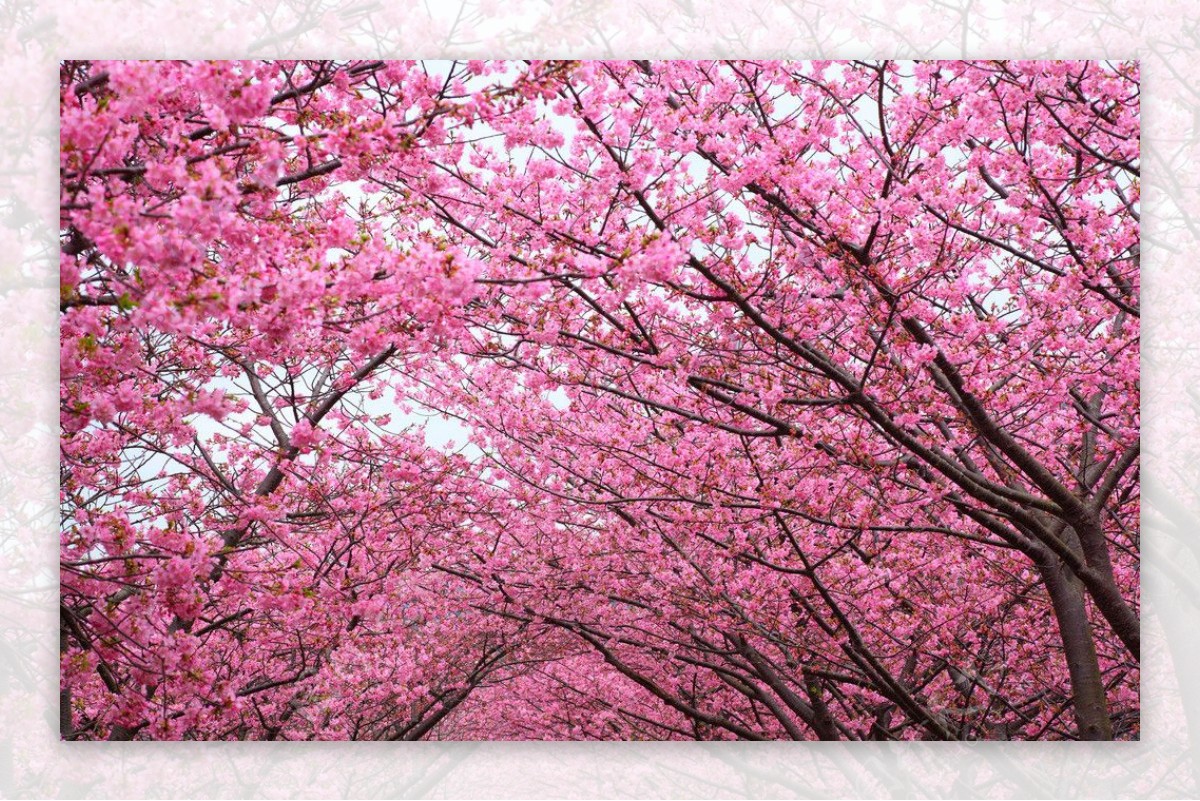 樱树樱花图片