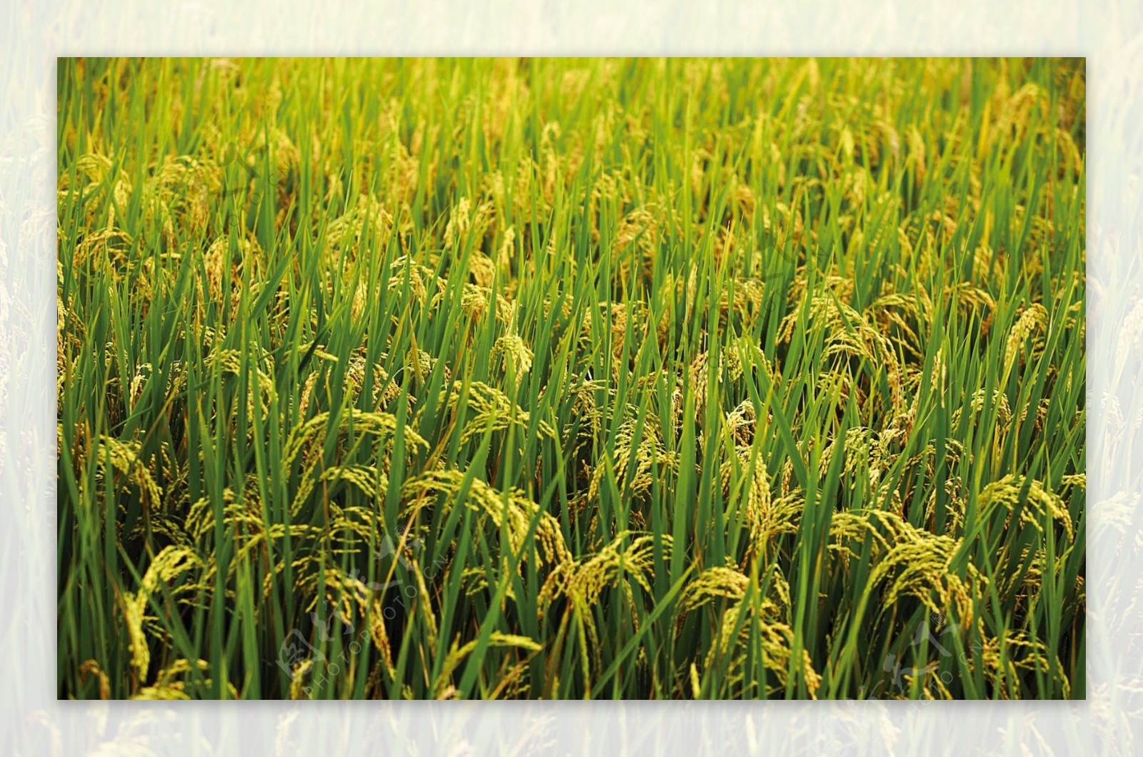 水稻成熟时图片