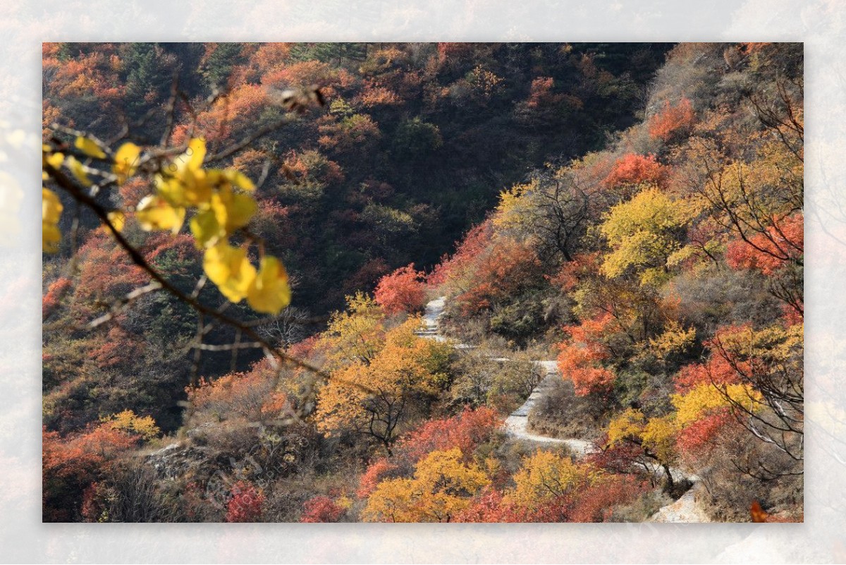 满山红叶图片