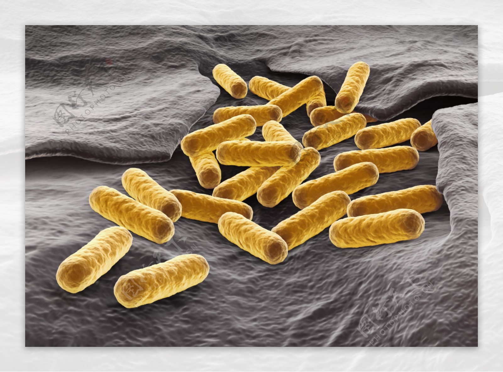 细胞微生物细菌生物学图片