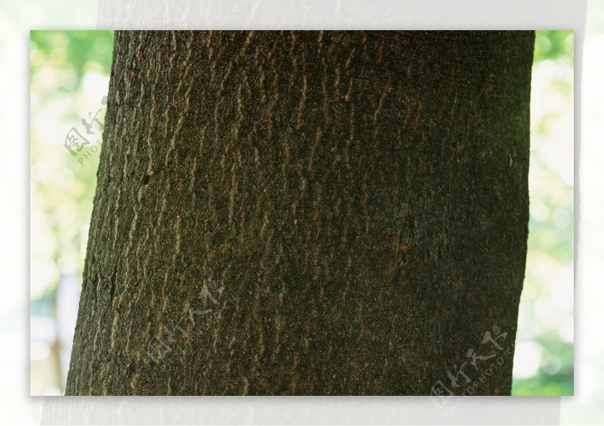树干图片