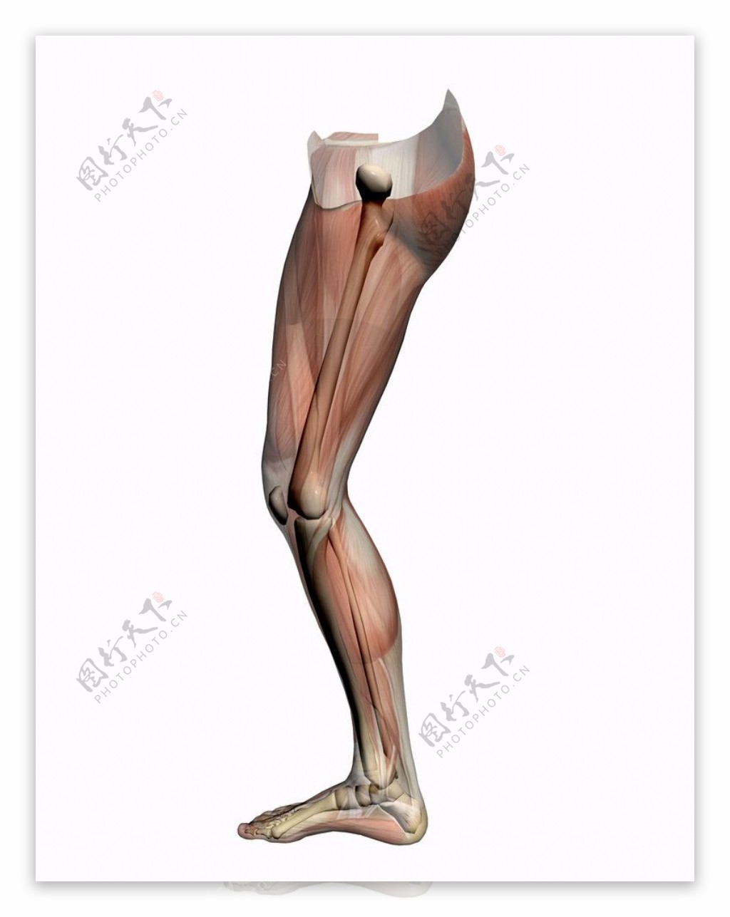 腿部肌肉图片