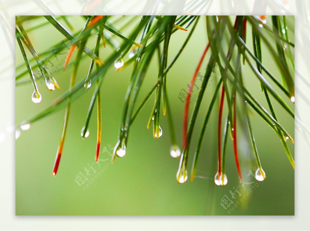 雨水珠图片