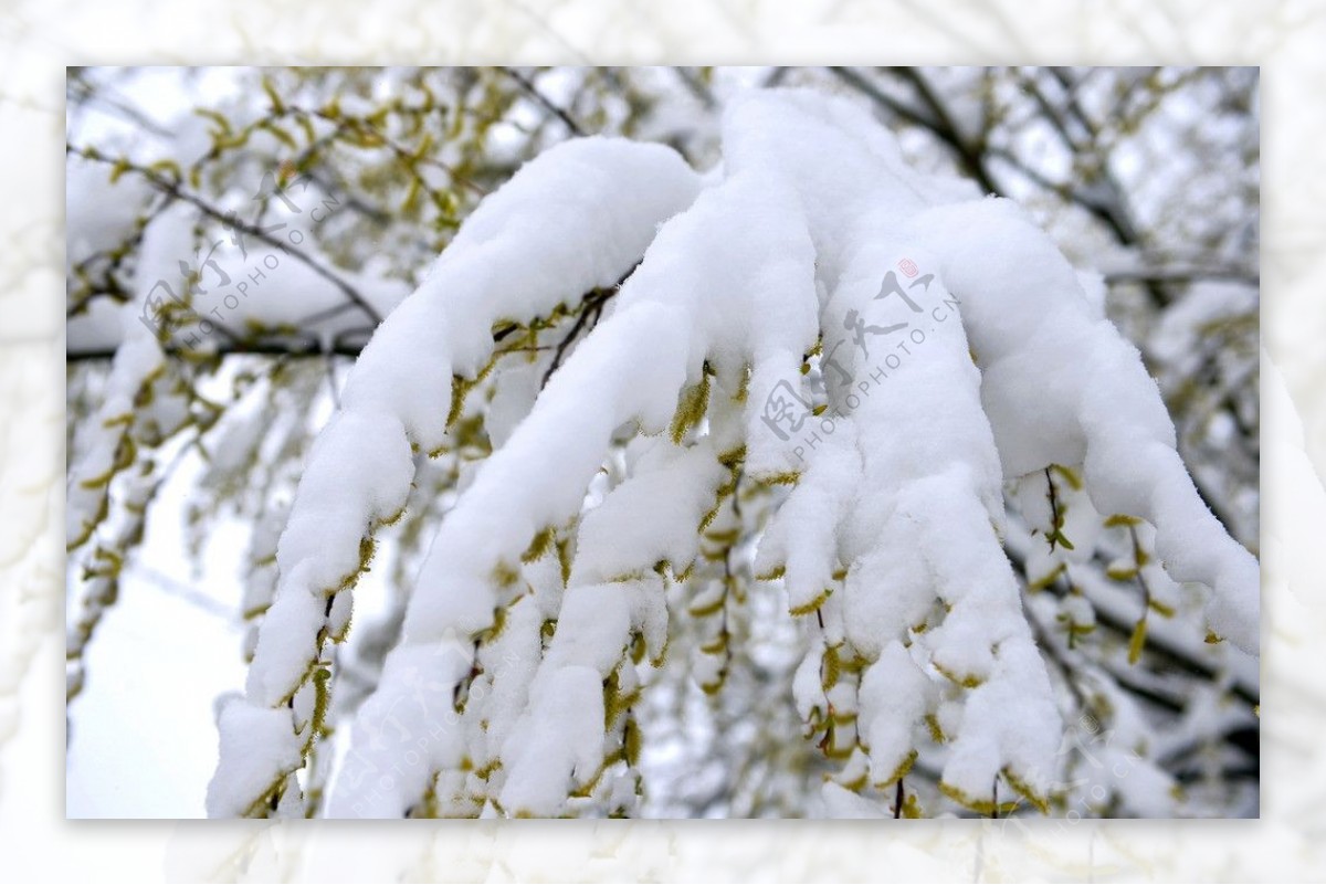 雪景春柳图片