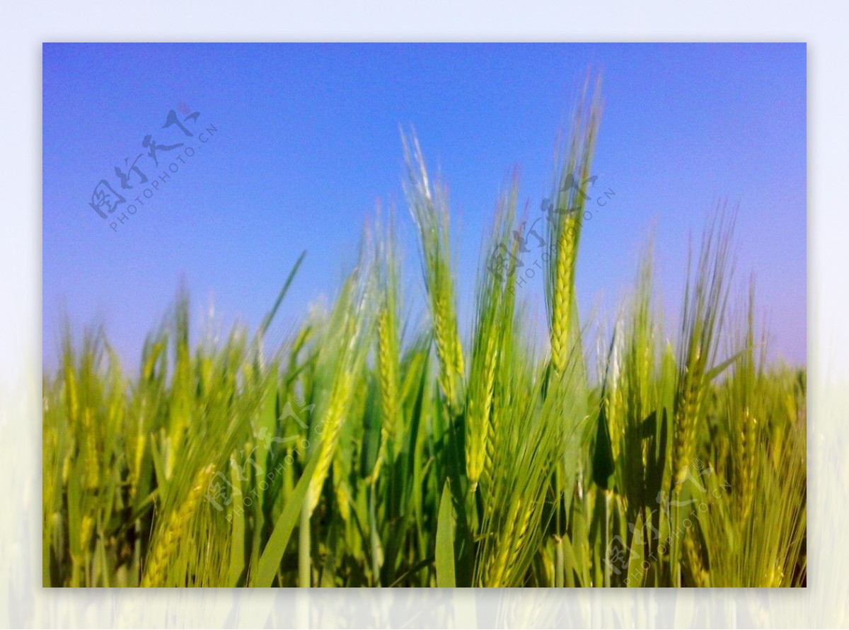 小麦微距摄影图片
