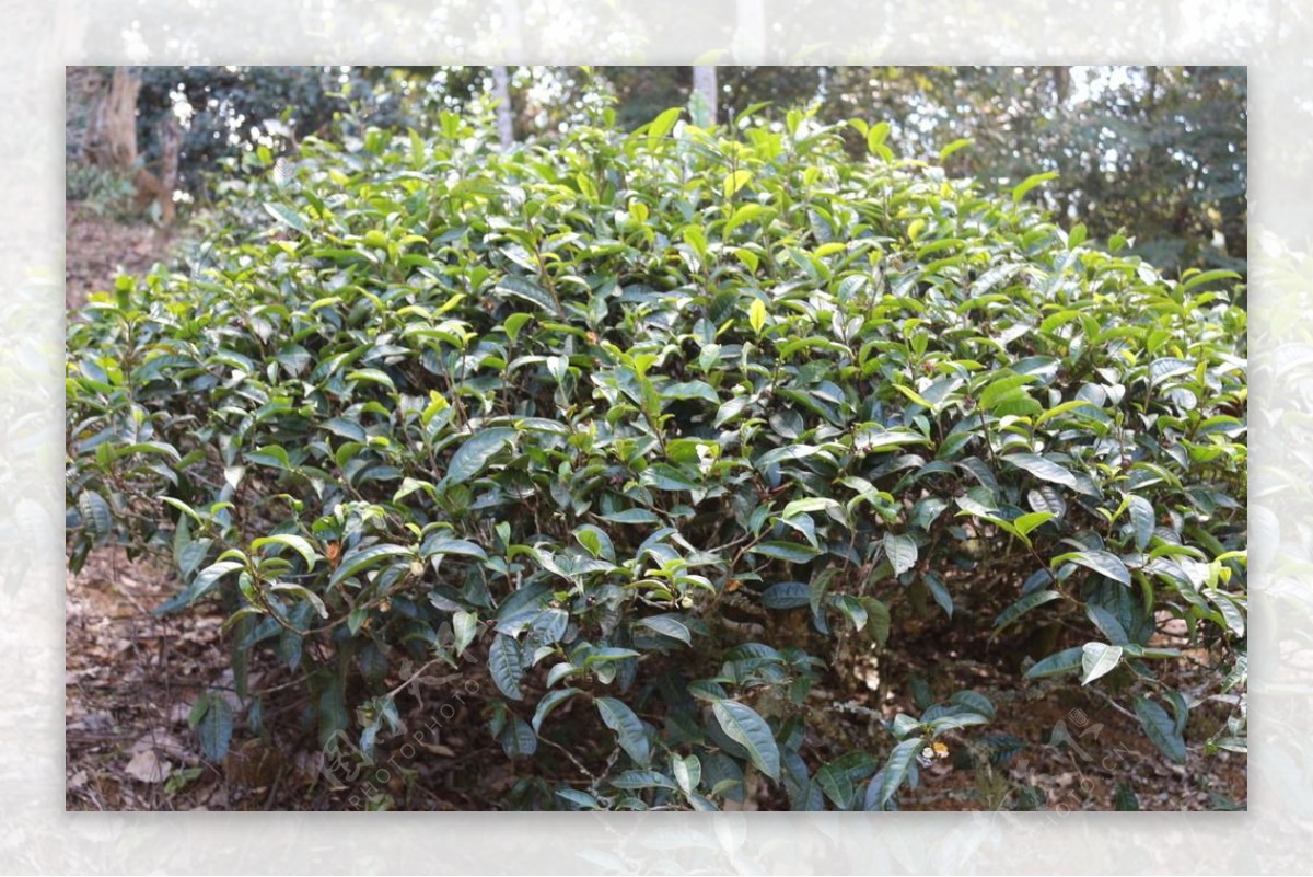 麻黑茶园茶树图片