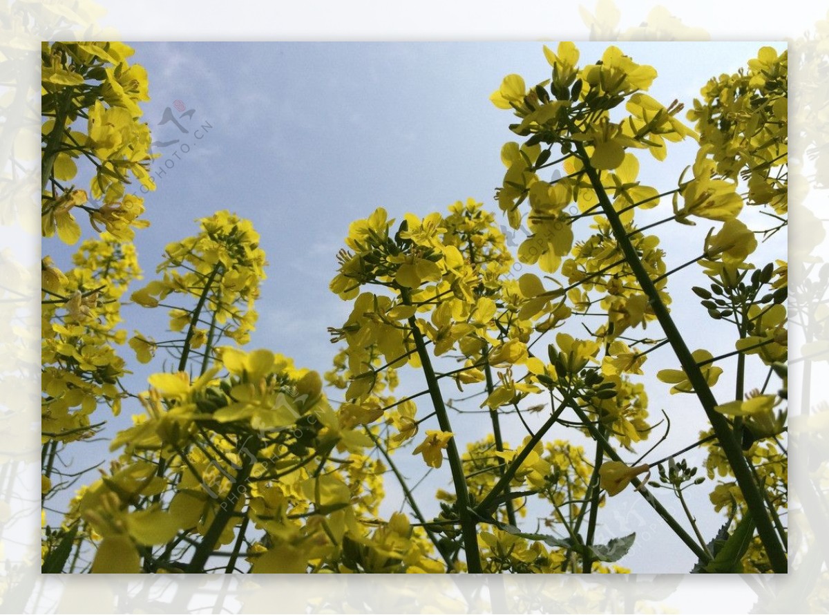 油菜花图片