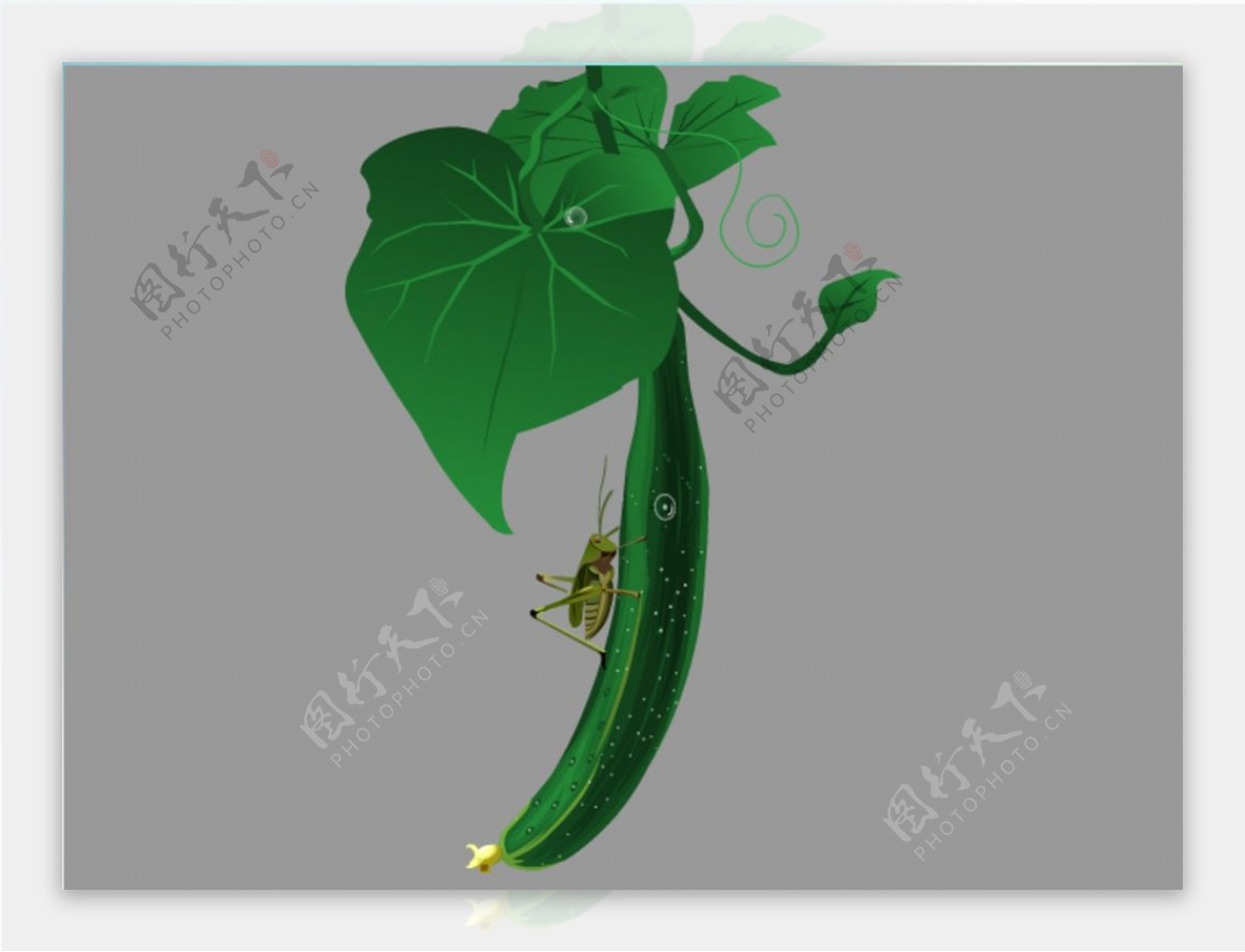 绿色的黄瓜flash植物动画