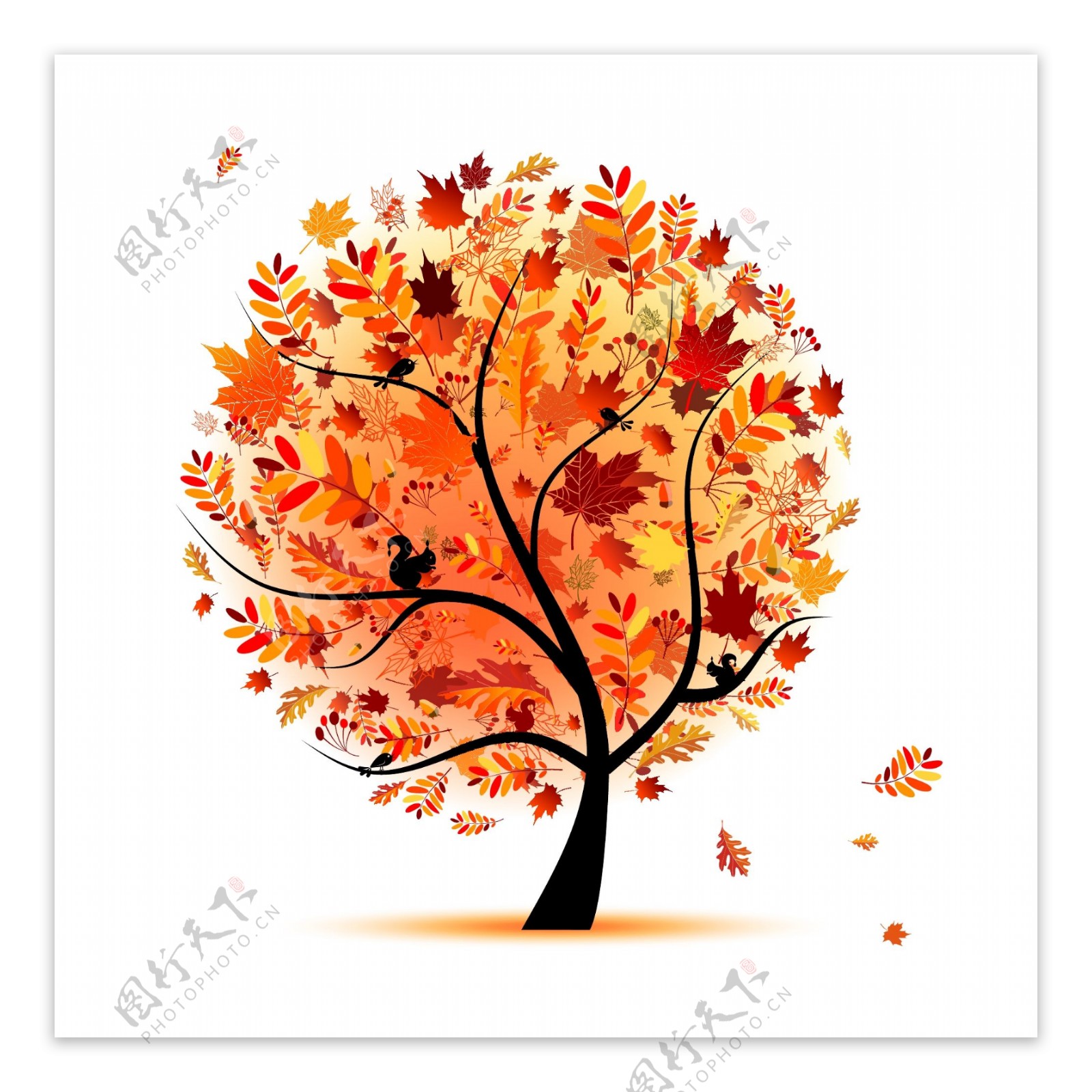 秋天树木树叶图片
