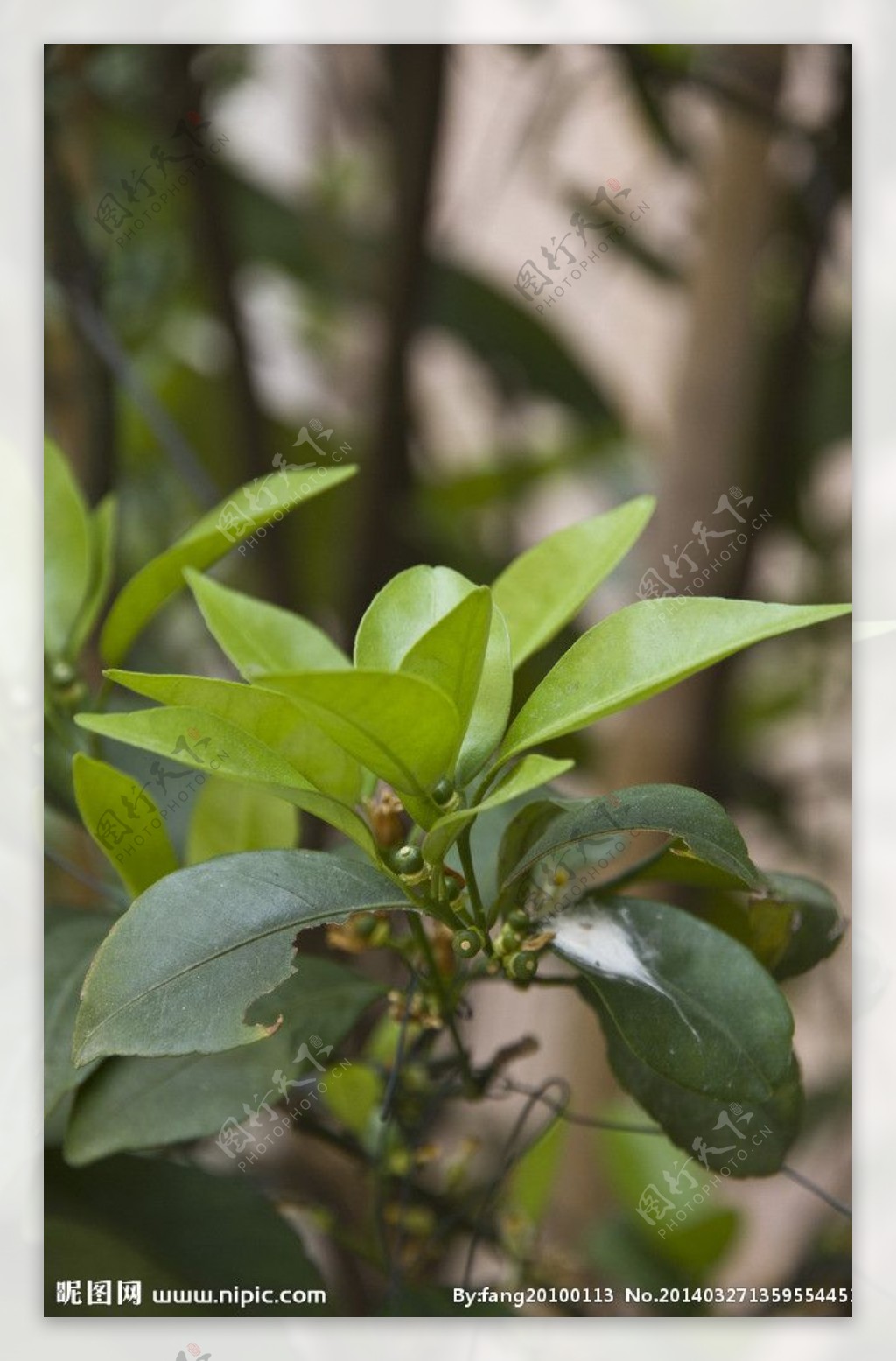 风景树叶图片