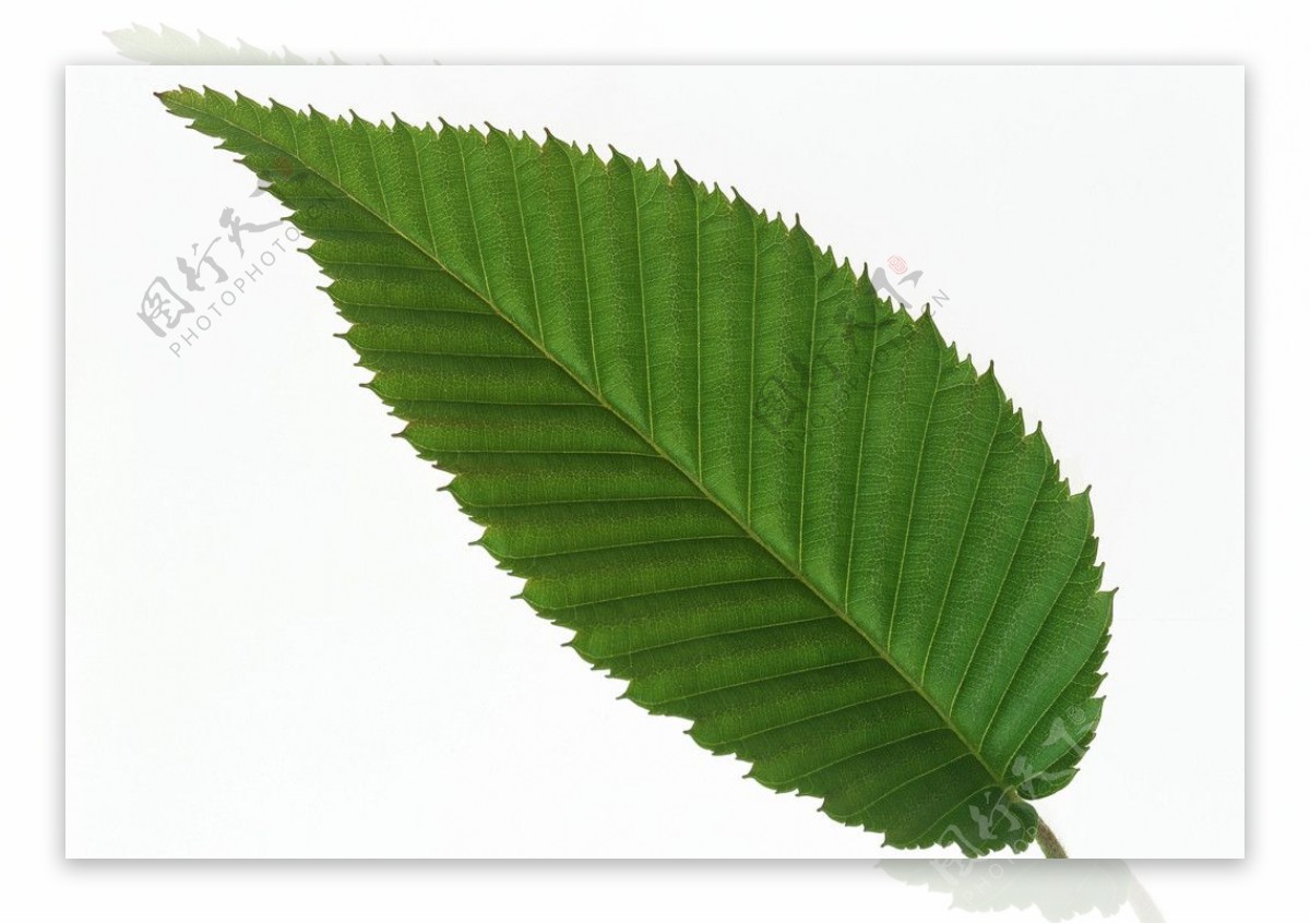 高清植物素材绿叶图片