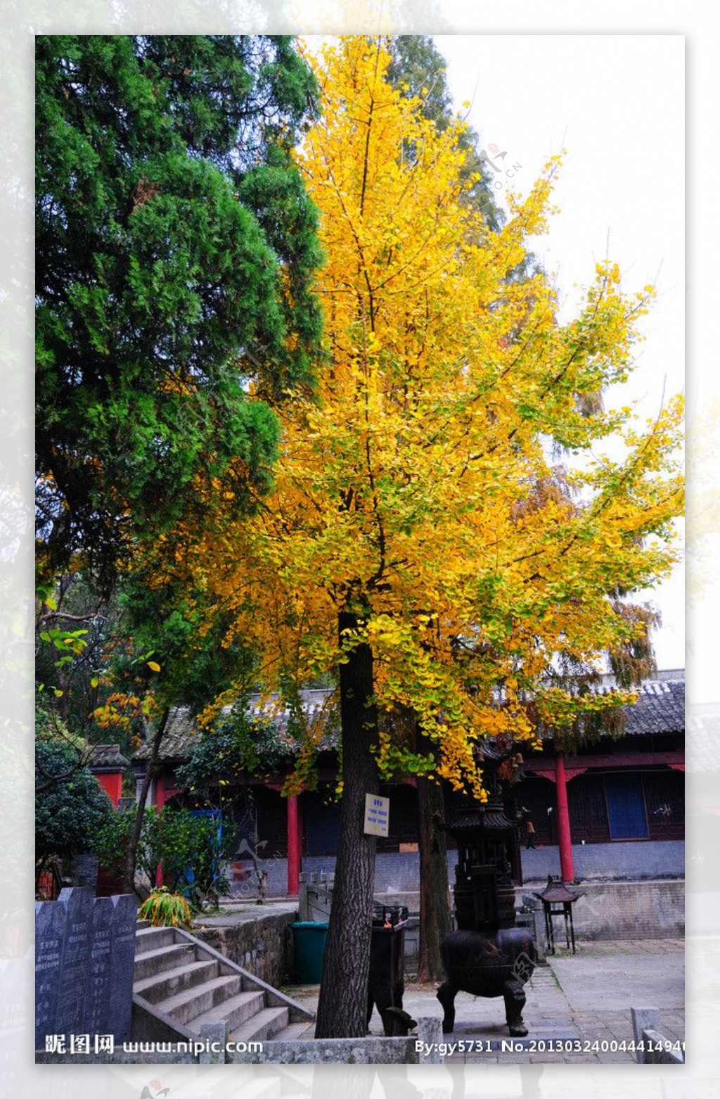 黄叶树图片