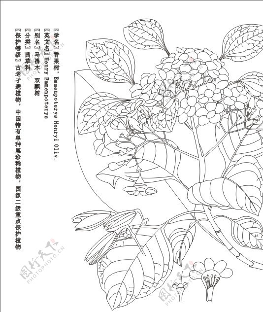 香果树标本白描图片