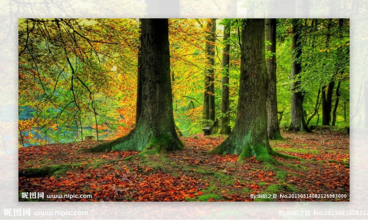 秋季树干图片