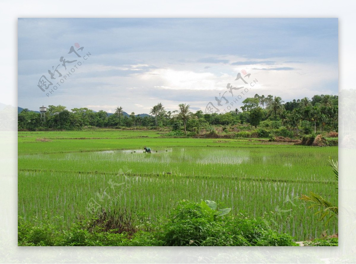 热带稻田图片