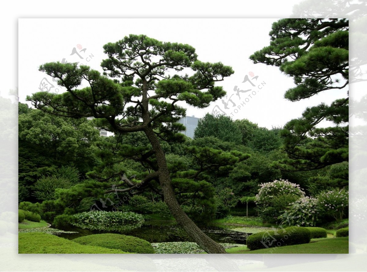 绿树景观图片